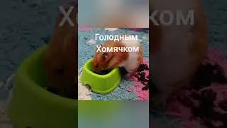 Мия может быть...🐹💗 | 