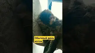 Обычный день котов 