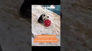 Playing Panda ^_^ #zoo #panda #animals The Joy of Playing with Pandas