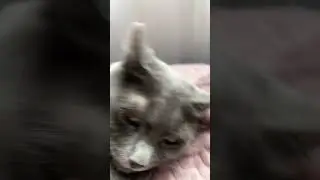 Мрр 😻