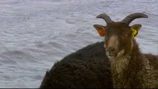Jens A Risnes. Landskap og villsau