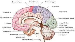 Neurophysiology -2