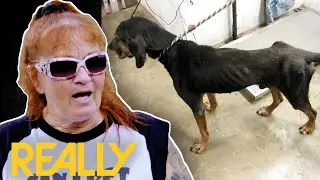 The Villalobos Help An Overflowing Animal Shelter | Pit Bulls & Parolees