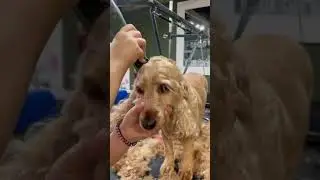 Cocker Spaniel Clip by Lauren Emily Dog Grooming -  Masterclip Cordless MD Roamer Dog Clipper & 7F
