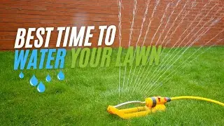 When Is The Best Time To Water Your Lawn?