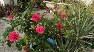 My Simple Garden is live!