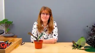 Размножение фикуса каучуконосного.