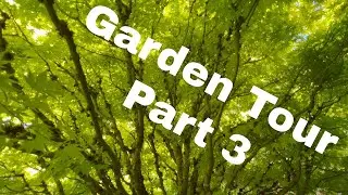 Specimen Conifer Garden Tour Iseli Nursery part 3 | Maples & Conifers | Raised Bed Design