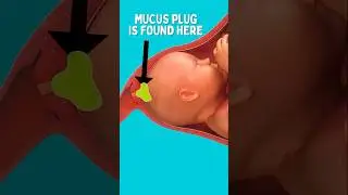 Mucus Plug vs Bloody Show 😬😱