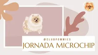 VLOG Jornada Microchip Club Pommies 🐾 Microchip en Perritos