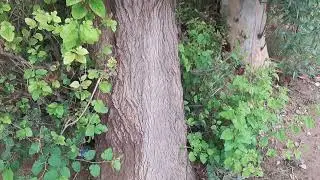 My first vlogs#nature # Village life in havey rain
