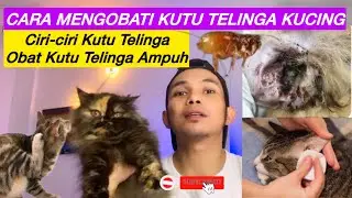CARA MENGOBATI KUTU TELINGA KUCING | Ciri-ciri kutu telinga kucing & obat kutu telinga kucing
