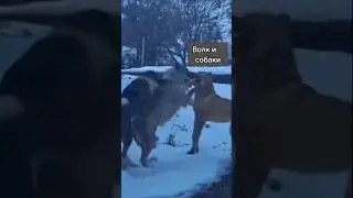 Противостояние волка с собаками 