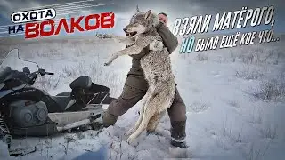Добыли матерого волка!охота на волков.wolf hunting.