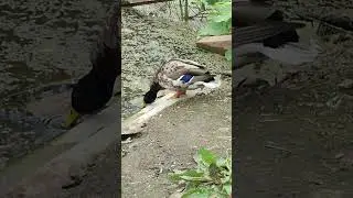 Линька в полном разгаре.