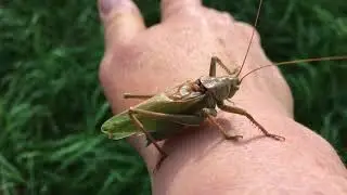 Grasshopper Close Up (Insects) 4K