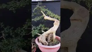 Duối quái gl cả nhà LH 0366169369 zalo