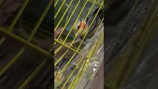 KONUŞAN SULTAN PAPAGANI ETİMESGUT ANKARA