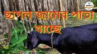 ছাগল পাতা খাচ্ছে । Gaot eating feet। Anowar Vlog