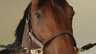 The Making of A Masterpiece Little Horse Big Jump