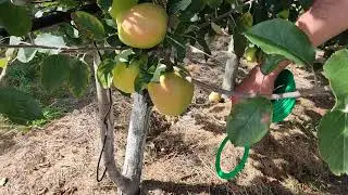 Apple tree variety Pirola, also known as Pirella. My cultivation experience.
