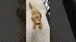 Сегодня мы изучаем команду *лежать* . dog training. #dog  #собака #shorts