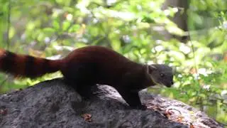 Wildlife of Madagascar