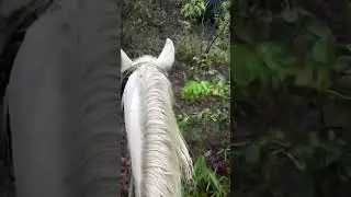 Buffalo comes looking for its owner to save its calf, very cute 
