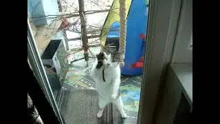 КОТЕНОК  ВАСЬКА