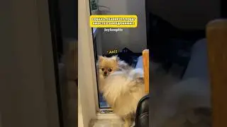 А вы бы как поступили на моем месте?! #шпиц #померанскийшпиц #pets #смешноевидео #минишпиц