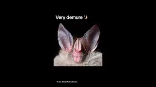 False vampire bat, true demure 😌