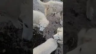 Maremma pups ready for their new forever Florida farm homes. What we have done to transition them