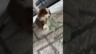 RESCUE’S FIRST TOY ❤️#puppy #dog #cute #rescue #trending #love #adorable #fail #short #viral #toys