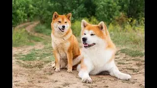 The Shiba Inu vs Akita Showdown: Which Breed is Right for You?