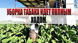 День 165. Уборка табака идет полным ходом, время поджимает.