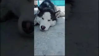 моё чудо хочет спать ,ему мешают