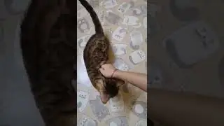 Бенгальский кот чемпион