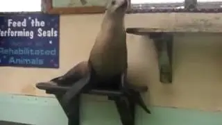 seal marbo