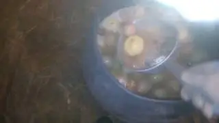 Моченые яблоки (опадыши) в рационе свиней и коз.