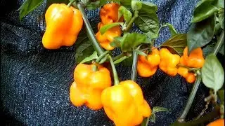 Roatan Pumpkin Habanero. Хабанеро Роатан Тыква.