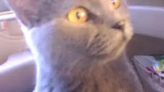 Моя кошка нора