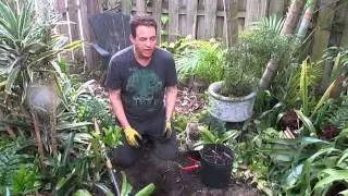 How to plant a young soursop tree