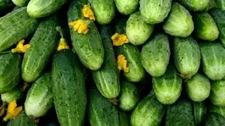 Огурцы в открытом грунте. Посадка и уход .часть 2 подкормка.
