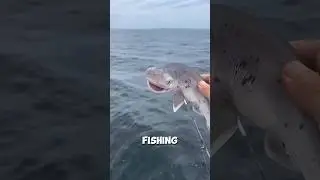 This man caught a smiling shark ❤️ 