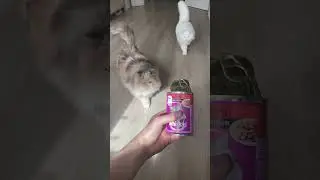 Whiskas Kedi Masha Miya Kedi Chinchilla