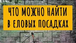 Что можно найти в еловых посадках | Интересные находки с металлоискателем
