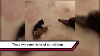 Siblings Cat Fight