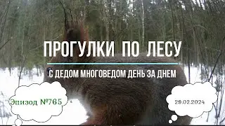 Прогулки по лесу. День за днем с дедом Многоведом. 29 февраля 2024г. Эпизод 765.