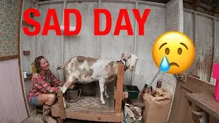 Why we sold of our Dairy Goats 🐐😢