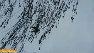 Дивовижні птахи